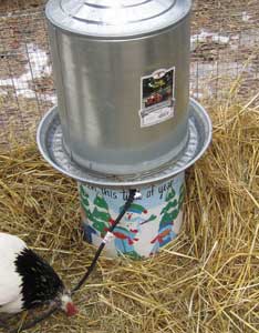 Brrr! Quick Tips for Wintering Hens Image